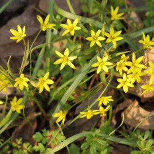 imagem de tribulus terrestris na natureza